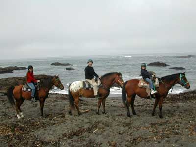 chevaux sur la plage californie