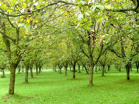  jardin de noyer